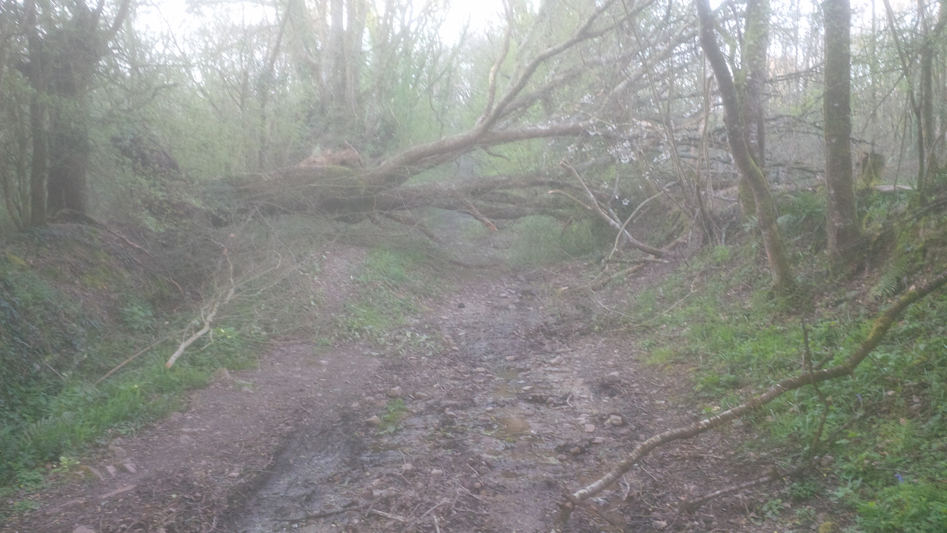 2020 03 ARBRE VIERGE DES BOIS