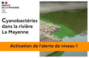 Cyanobacteries dans la riviere La Mayenne activation de l alerte de niveau 1 large