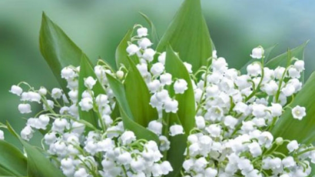 muguet 1er mai